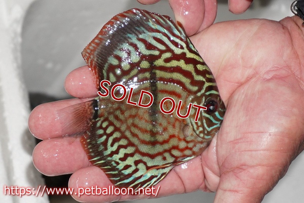 画像2: 【ディスカス】【通販】レッドターコイズヘビーセンターバー【個体販売】9cm（生体） (2)