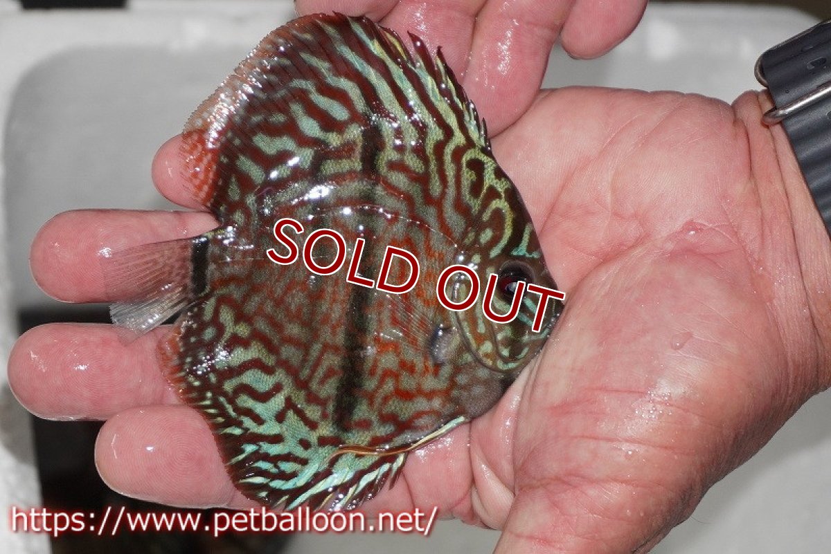 画像2: 【ディスカス】【通販】レッドターコイズヘビーセンターバー【個体販売】9cm（生体） (2)