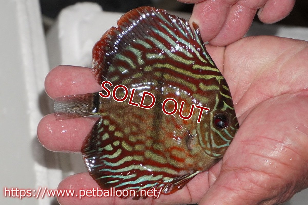 画像2: 【ディスカス】【通販】レッドターコイズヘビーセンターバー【個体販売】9cm（生体） (2)