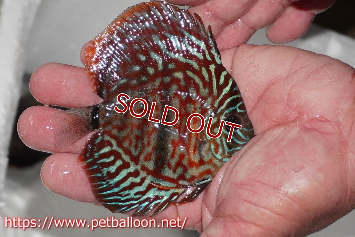 画像2: 【ディスカス】【通販】レッドターコイズヘビーセンターバー【個体販売】9cm（生体） (2)