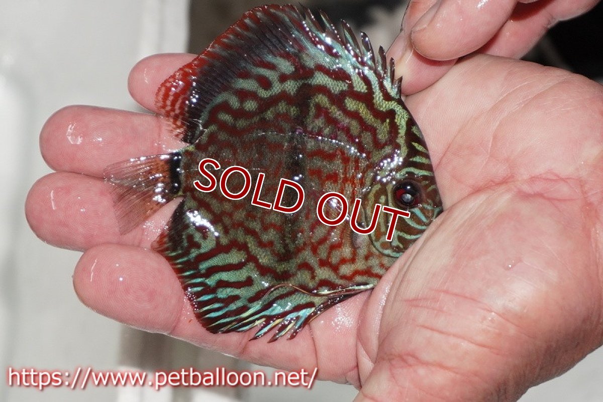 画像2: 【ディスカス】【通販】レッドターコイズヘビーセンターバー【個体販売】9cm（生体） (2)