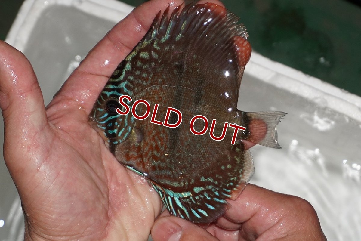 画像2: 【ディスカス】【通販】ヘッケルクロス イサレッド【個体販売】9-10cm (生体)【国産ブリード】 (2)