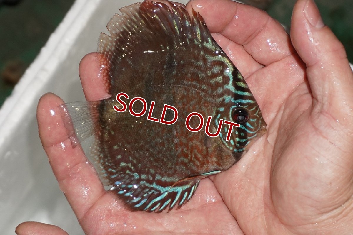 画像3: 【ディスカス】【通販】ヘッケルクロス イサレッド【個体販売】9-10cm (生体)【国産ブリード】 (3)