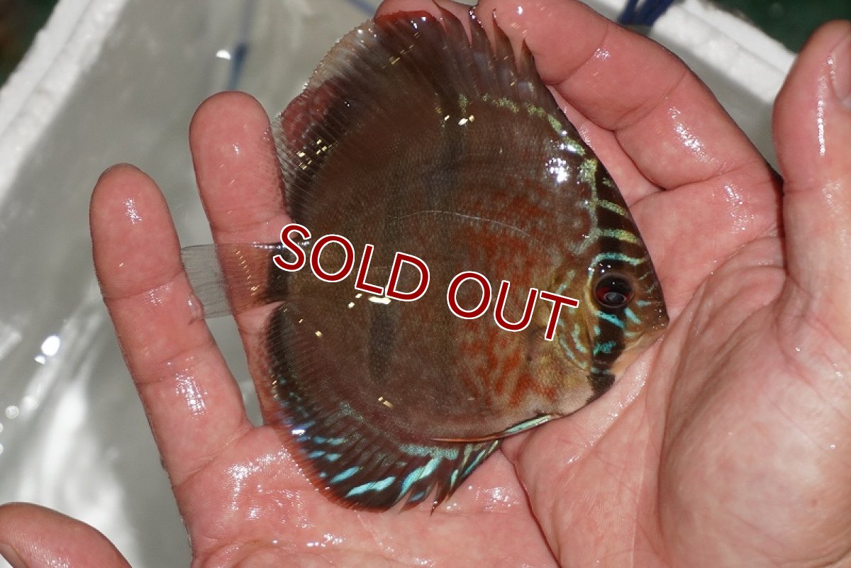 画像2: 【ディスカス】【通販】ヘッケルクロス イサレッド【個体販売】9-10cm (生体)【国産ブリード】 (2)