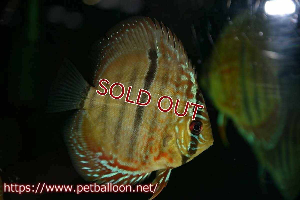 画像2: 【ディスカス】【通販】ヘッケルクロス イサレッド【個体販売】9-10cm (生体)【国産ブリード】 (2)