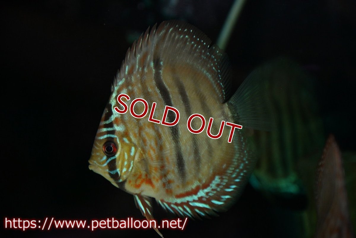 画像3: 【ディスカス】【通販】ヘッケルクロス イサレッド【個体販売】9-10cm (生体)【国産ブリード】 (3)