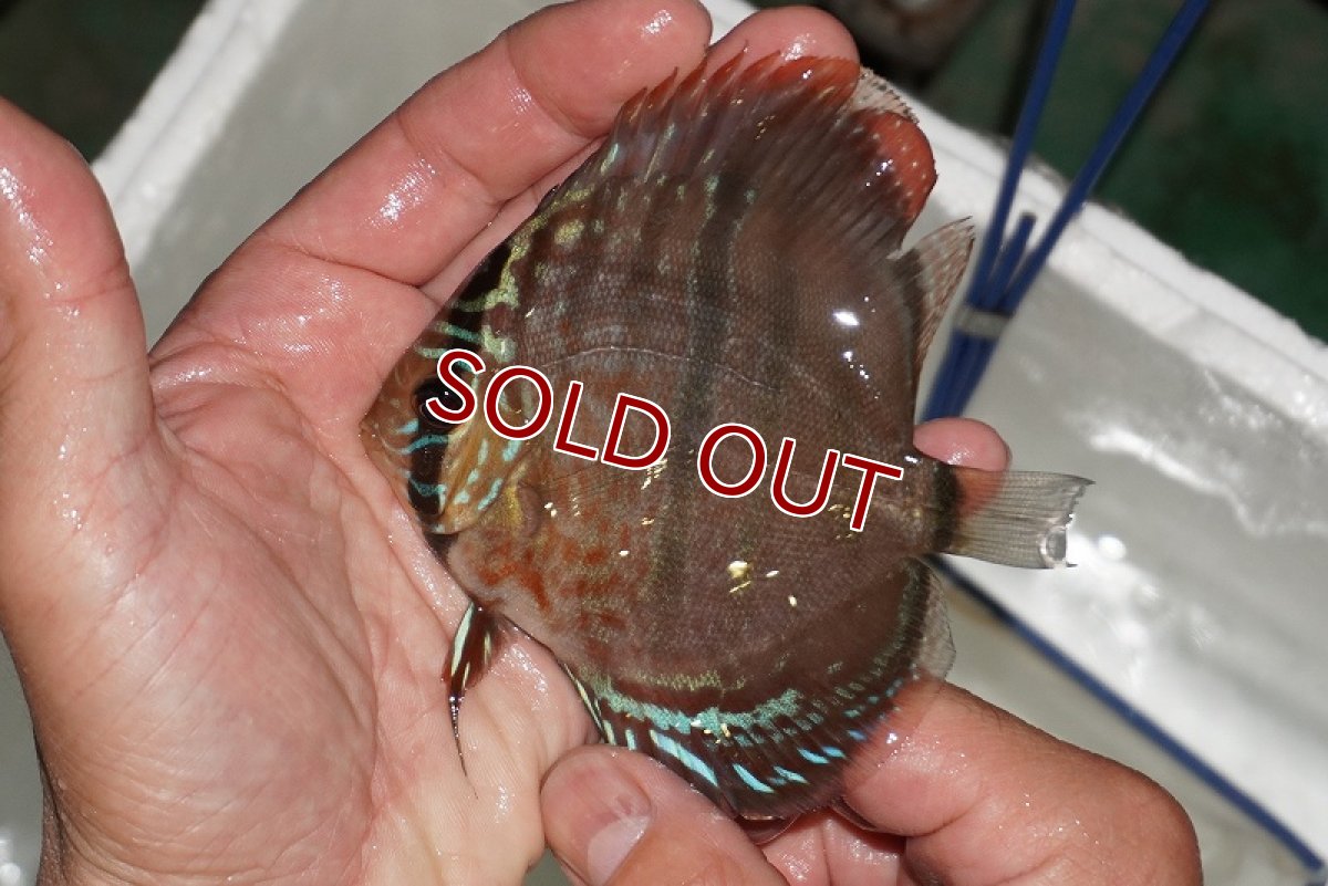 画像4: 【ディスカス】【通販】ヘッケルクロス イサレッド【個体販売】9-10cm (生体)【国産ブリード】 (4)