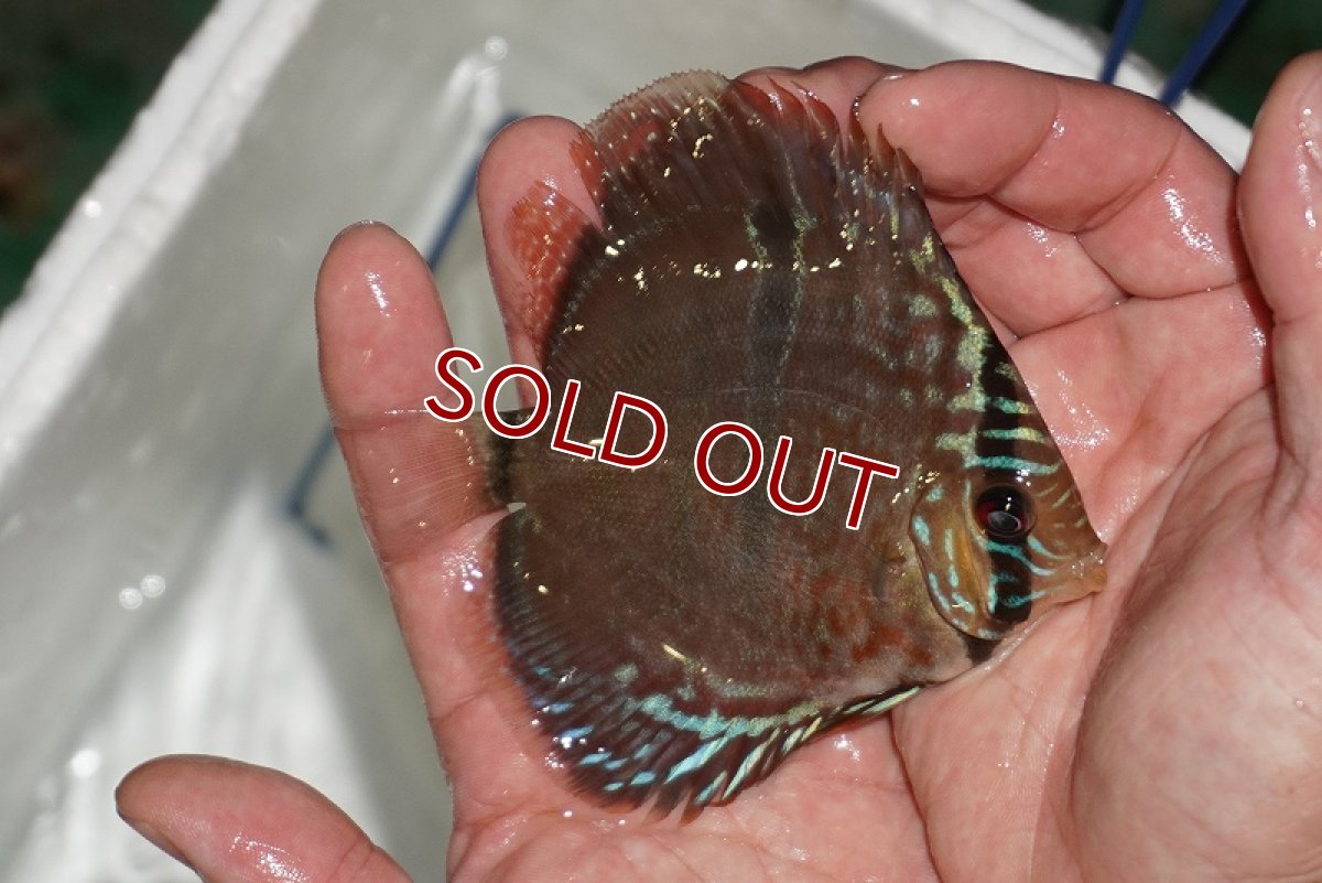 画像5: 【ディスカス】【通販】ヘッケルクロス イサレッド【個体販売】9-10cm (生体)【国産ブリード】 (5)