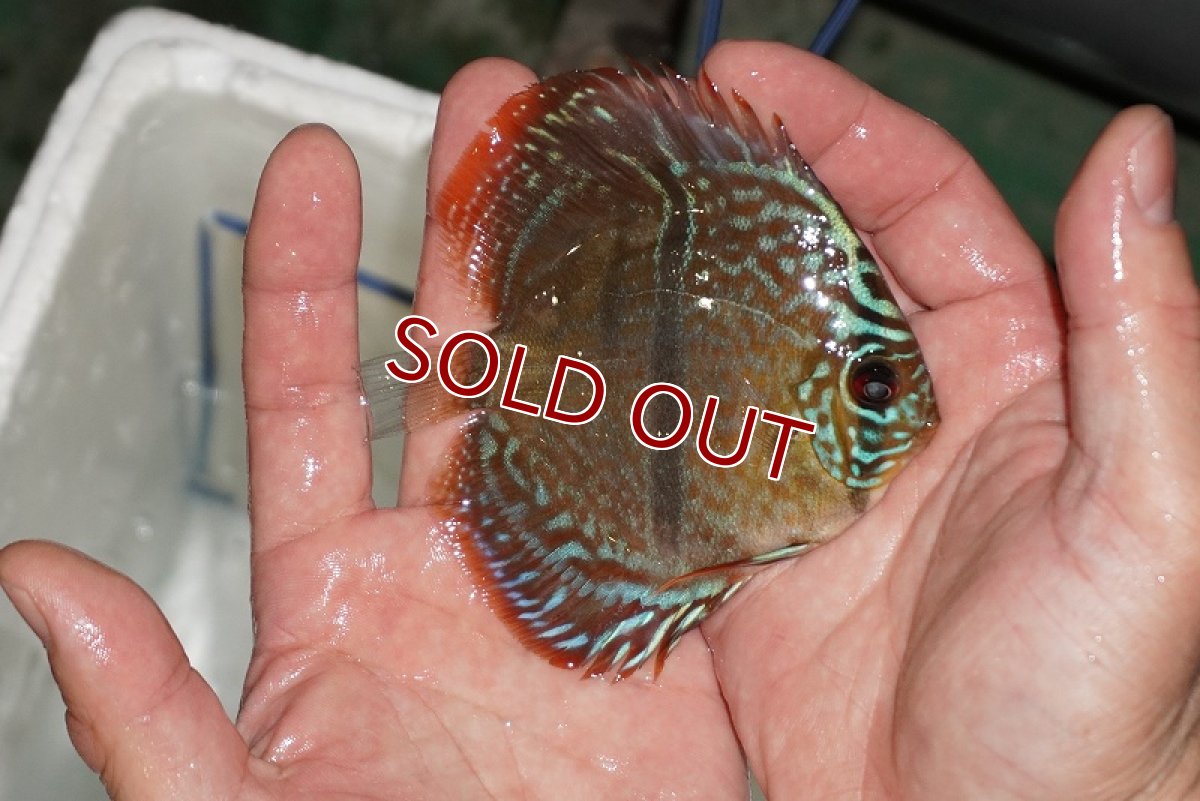 画像2: 【ディスカス】【通販】ヘッケルクロス イサレッド【個体販売】9-10cm (生体)【国産ブリード】 (2)