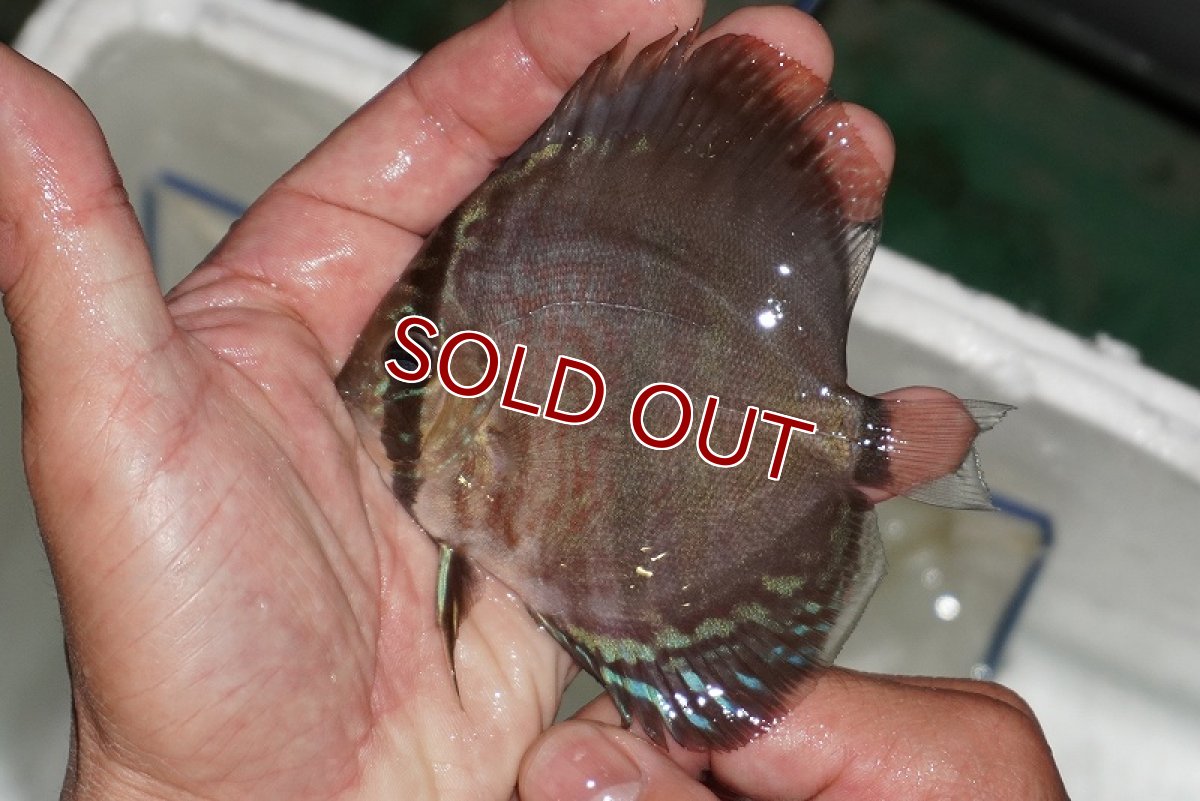 画像2: 【ディスカス】【通販】ヘッケルクロス イサレッド【個体販売】9-10cm (生体)【国産ブリード】 (2)