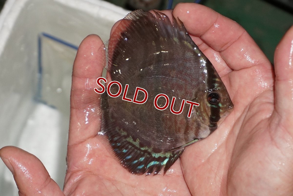 画像3: 【ディスカス】【通販】ヘッケルクロス イサレッド【個体販売】9-10cm (生体)【国産ブリード】 (3)