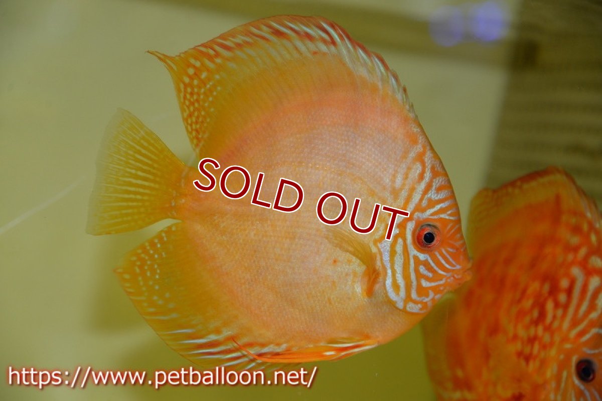 画像2: 【ディスカス】【通販】【体着経験あり】【セレクトレッド個体】ラーゴパラコニブラッドレッドF2（レッドパッチタイプ）【個体ペア販売】12cm （生体）マレーシア　NAディスカスファーム (2)