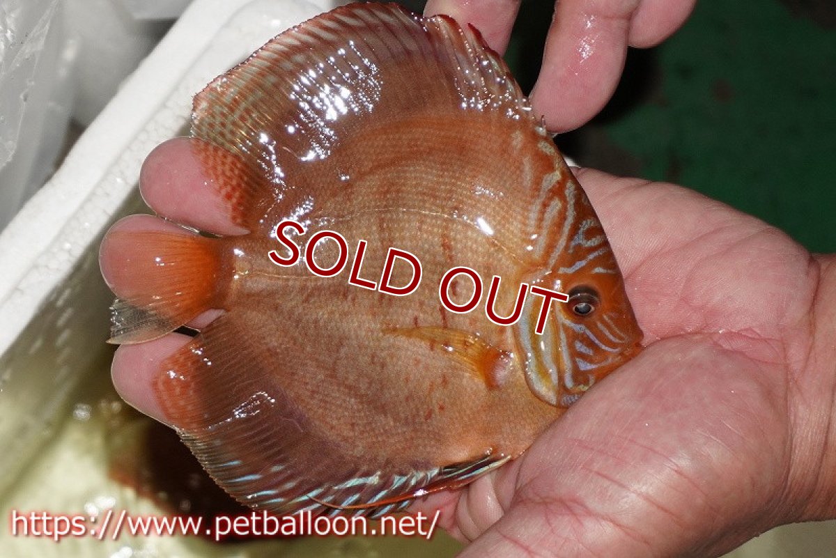 画像4: 【ディスカス】【通販】【体着経験あり】【セレクトレッド個体】ラーゴパラコニブラッドレッドF2（レッドパッチタイプ）【個体ペア販売】12cm （生体）マレーシア　NAディスカスファーム (4)