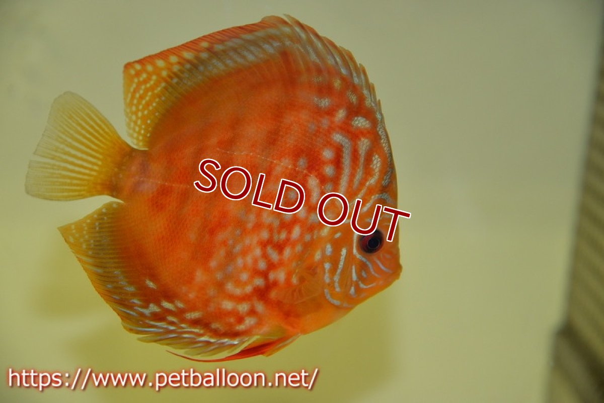 画像5: 【ディスカス】【通販】【体着経験あり】【セレクトレッド個体】ラーゴパラコニブラッドレッドF2（レッドパッチタイプ）【個体ペア販売】12cm （生体）マレーシア　NAディスカスファーム (5)