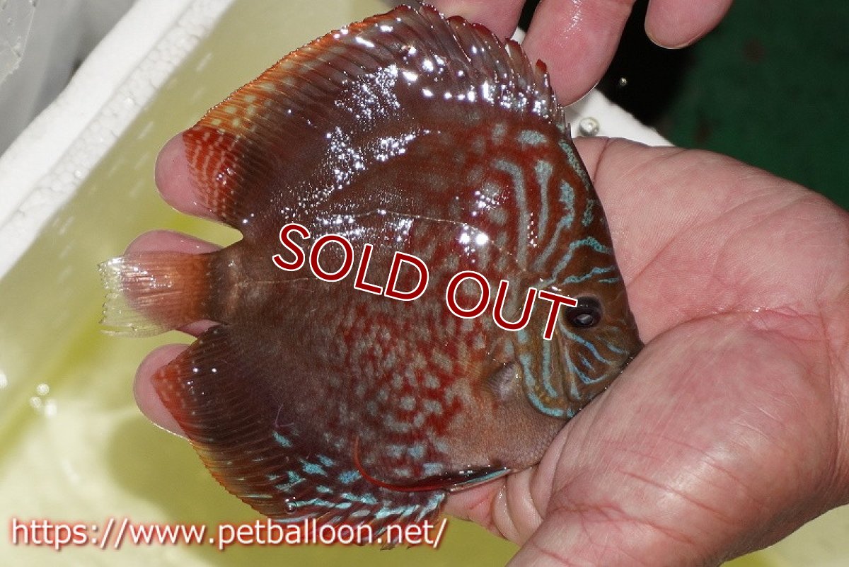 画像7: 【ディスカス】【通販】【体着経験あり】【セレクトレッド個体】ラーゴパラコニブラッドレッドF2（レッドパッチタイプ）【個体ペア販売】12cm （生体）マレーシア　NAディスカスファーム (7)