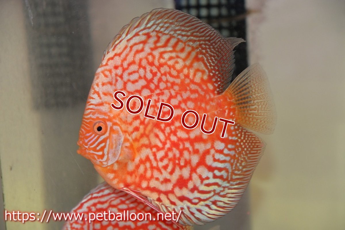 画像2: 【ディスカス】【通販】スーパーレッドアンドホワイトチェッカーボード（ハイフォーム）【個体ペア販売】13-14cm（生体）マレーシア　NAディスカスファーム (2)
