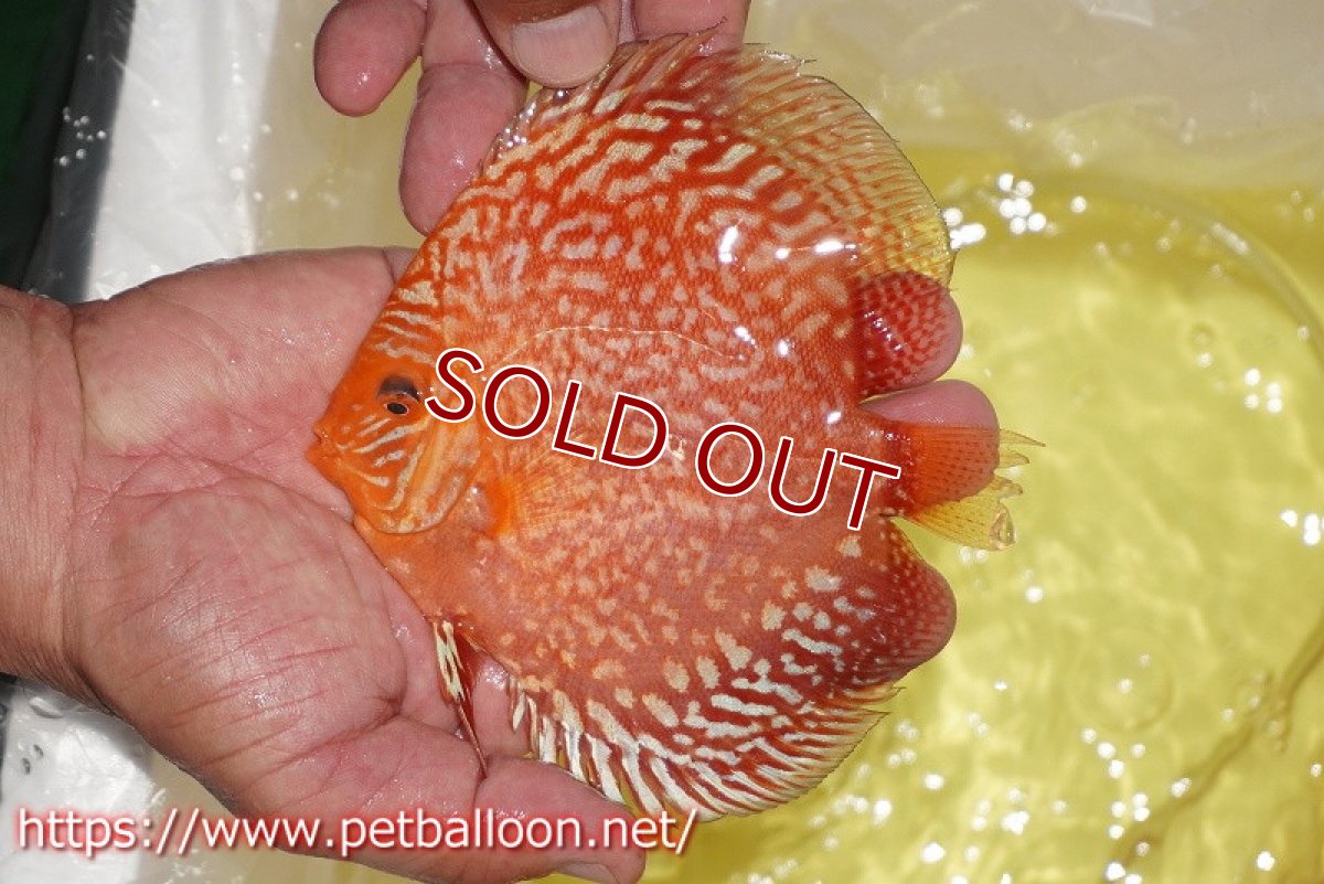 画像3: 【ディスカス】【通販】スーパーレッドアンドホワイトチェッカーボード（ハイフォーム）【個体ペア販売】13-14cm（生体）マレーシア　NAディスカスファーム (3)