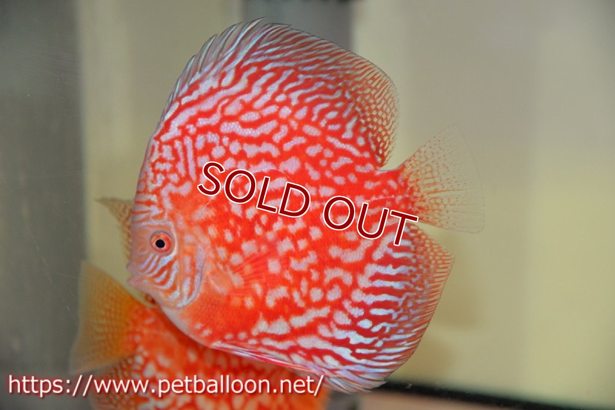 画像5: 【ディスカス】【通販】スーパーレッドアンドホワイトチェッカーボード（ハイフォーム）【個体ペア販売】13-14cm（生体）マレーシア　NAディスカスファーム (5)
