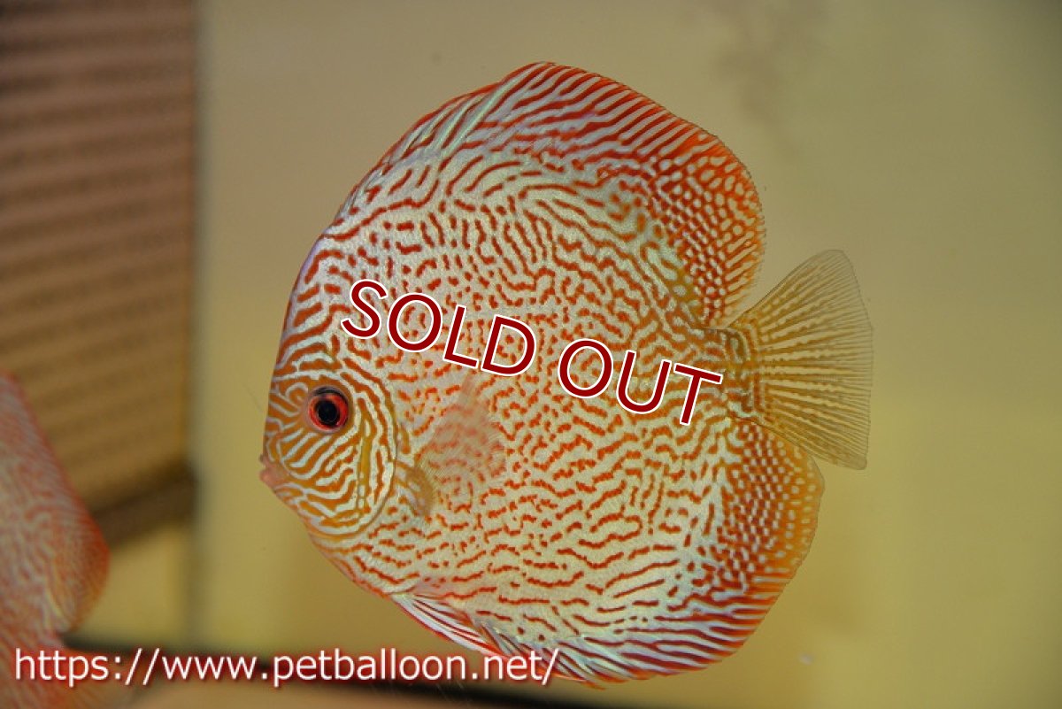 画像2: 【ディスカス】【通販】パンサーレオパード（スーパーファインパターン＆ハイフォーム）【個体ペア販売】12-13cm（生体）マレーシア　KLディスカスファーム (2)