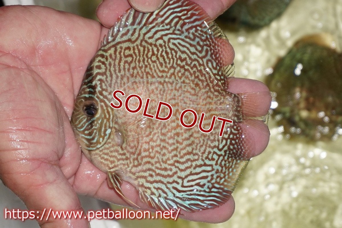 画像3: 【ディスカス】【通販】パンサーレオパード（スーパーファインパターン＆ハイフォーム）【個体ペア販売】12-13cm（生体）マレーシア　KLディスカスファーム (3)