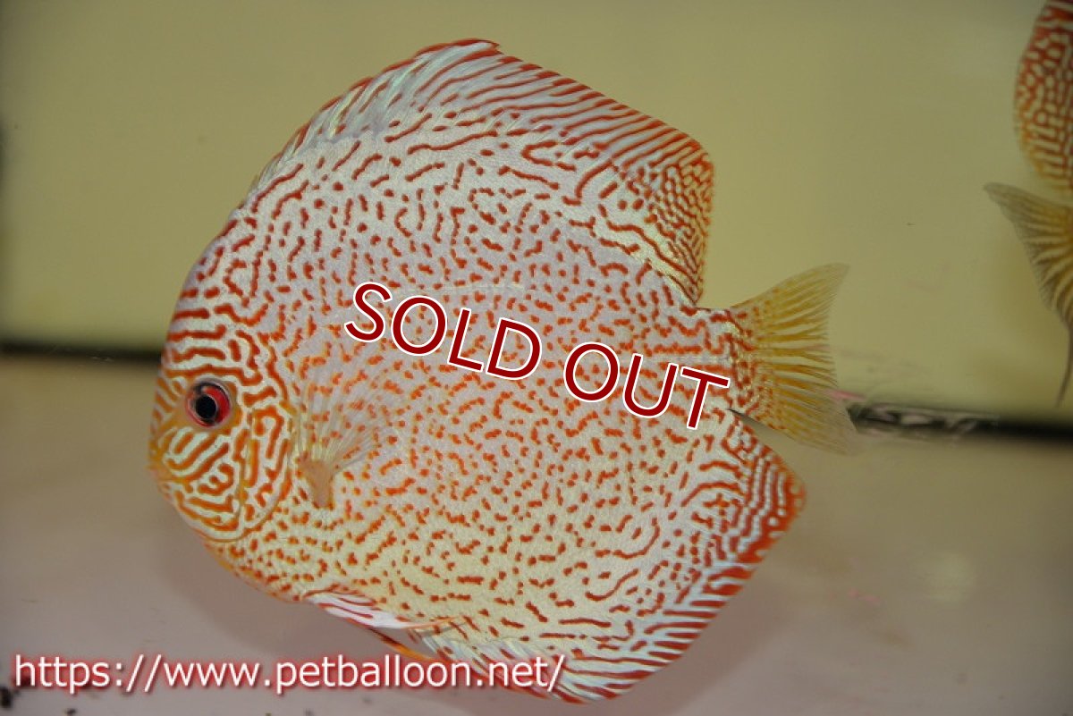 画像5: 【ディスカス】【通販】パンサーレオパード（スーパーファインパターン＆ハイフォーム）【個体ペア販売】12-13cm（生体）マレーシア　KLディスカスファーム (5)