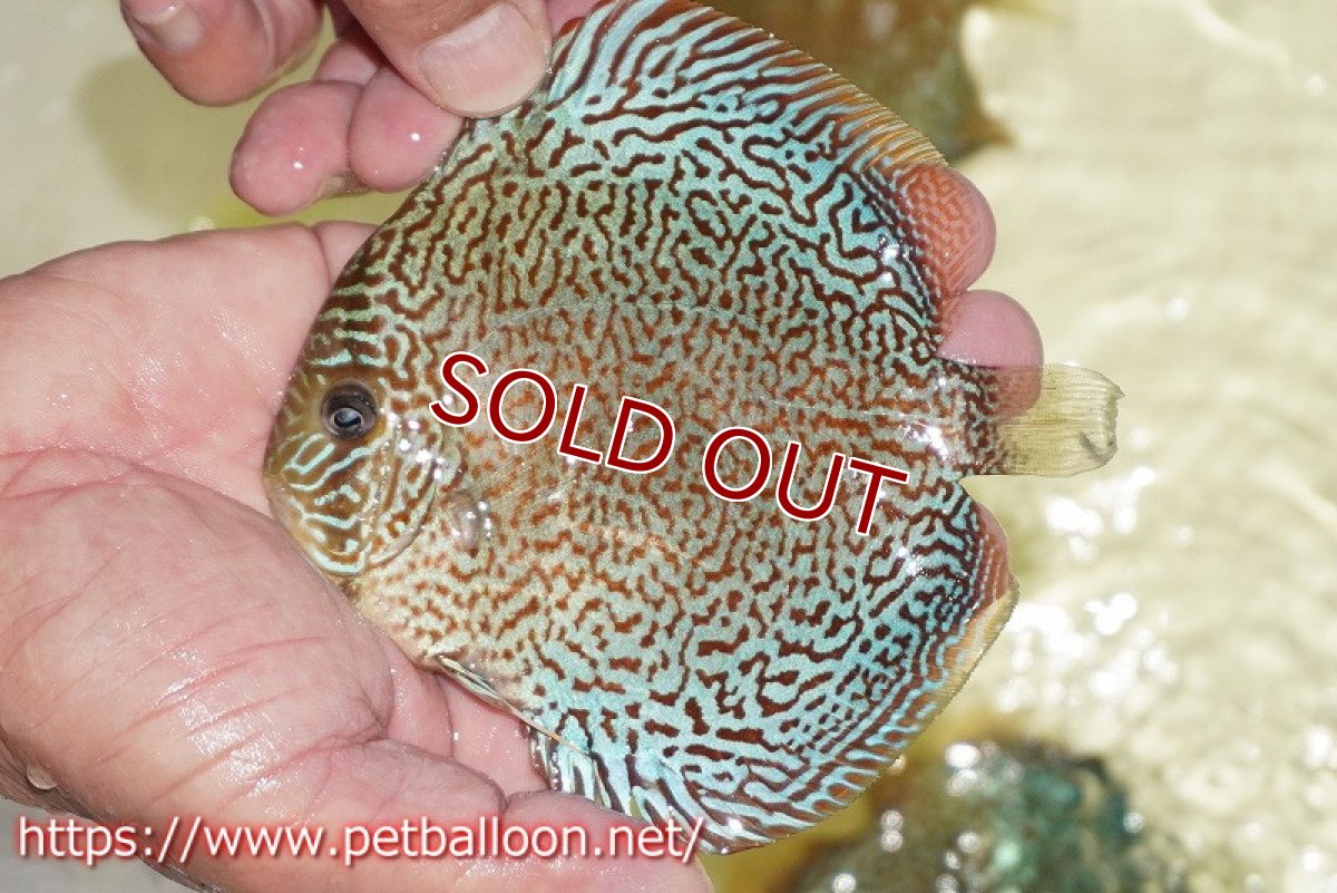 画像6: 【ディスカス】【通販】パンサーレオパード（スーパーファインパターン＆ハイフォーム）【個体ペア販売】12-13cm（生体）マレーシア　KLディスカスファーム (6)