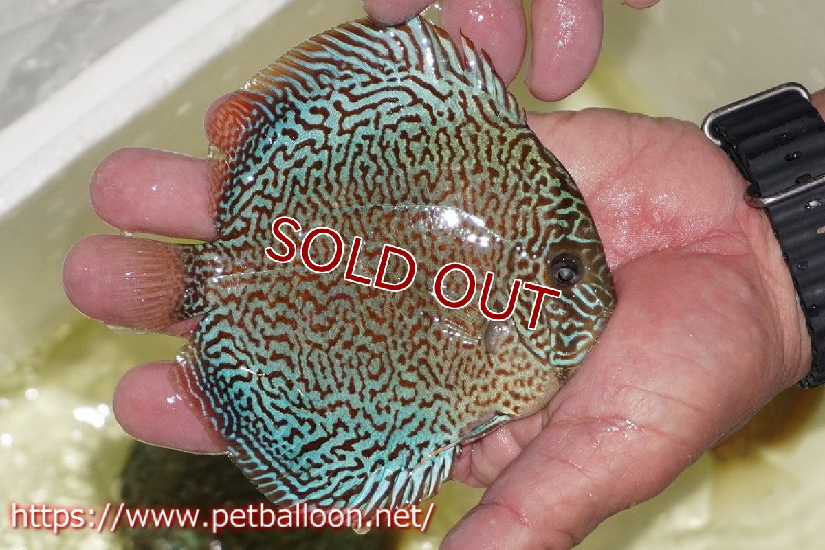 画像7: 【ディスカス】【通販】パンサーレオパード（スーパーファインパターン＆ハイフォーム）【個体ペア販売】12-13cm（生体）マレーシア　KLディスカスファーム (7)