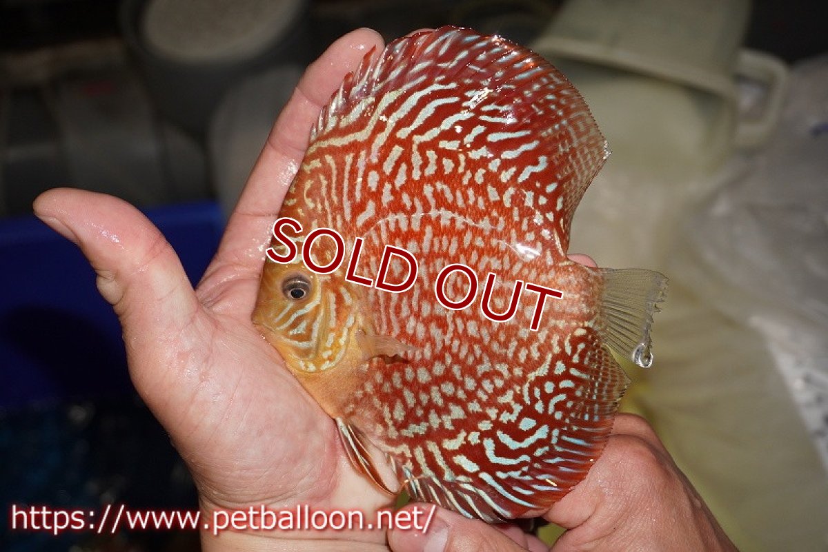 画像2: 【ディスカス】【通販】アルタムスターライトギャラクシー（ハイフォーム）【個体販売】12-13cm （生体）マレーシア　NAディスカスファーム (2)