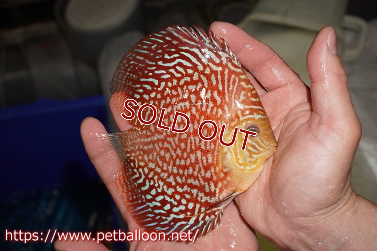 画像3: 【ディスカス】【通販】アルタムスターライトギャラクシー（ハイフォーム）【個体販売】12-13cm （生体）マレーシア　NAディスカスファーム (3)