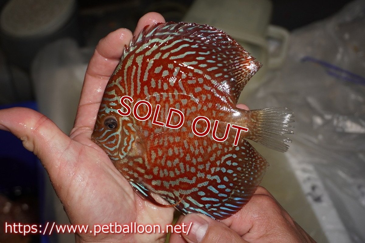 画像2: 【ディスカス】【通販】アルタムスターライトギャラクシー（ハイフォーム）【個体販売】12-13cm （生体）マレーシア　NAディスカスファーム (2)