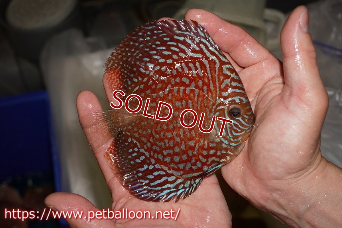 画像3: 【ディスカス】【通販】アルタムスターライトギャラクシー（ハイフォーム）【個体販売】12-13cm （生体）マレーシア　NAディスカスファーム (3)