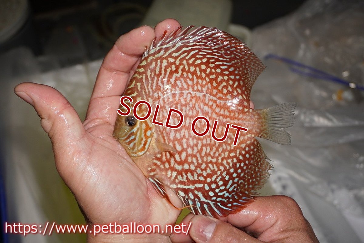 画像2: 【ディスカス】【通販】アルタムスターライトギャラクシー（ハイフォーム）【個体販売】12-13cm （生体）マレーシア　NAディスカスファーム (2)