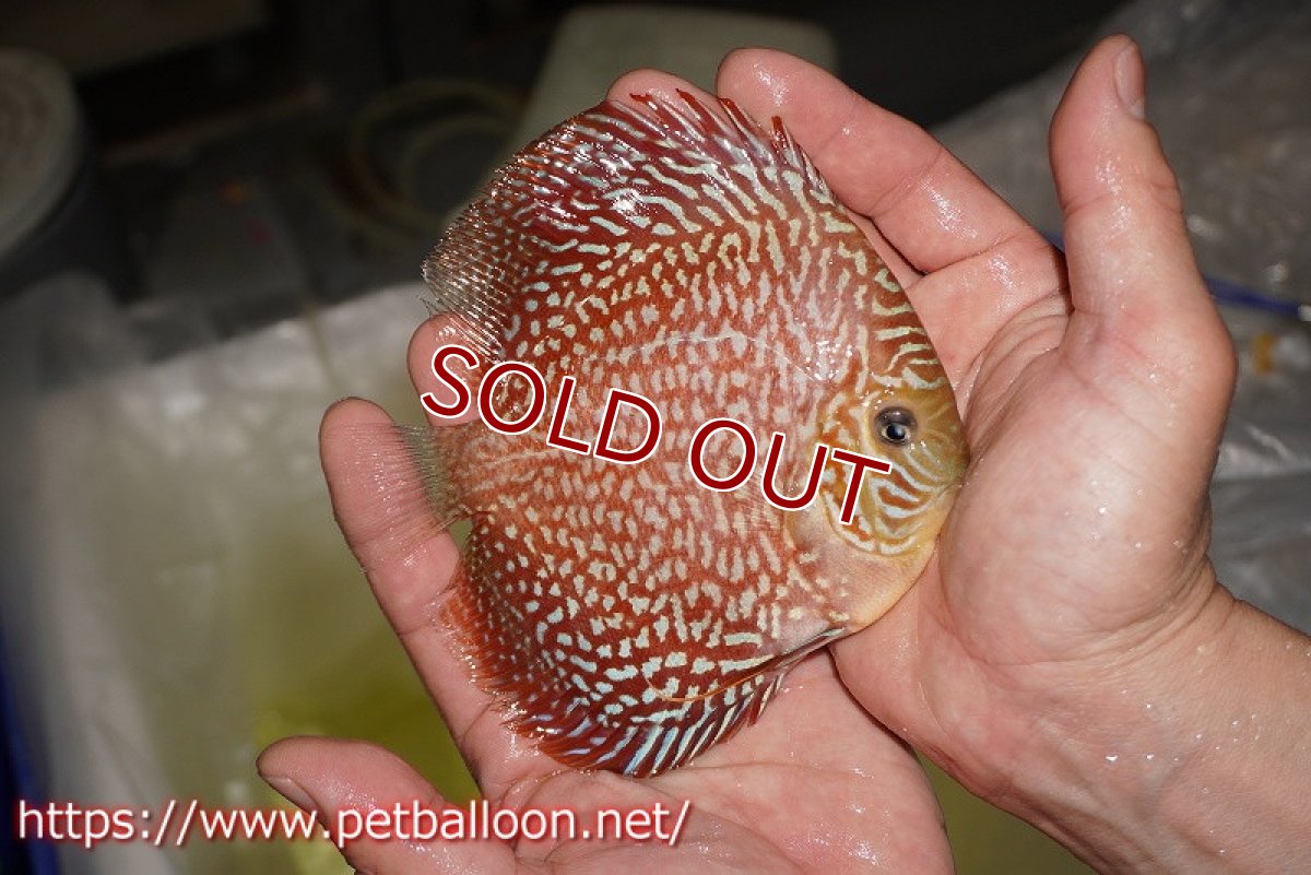 画像3: 【ディスカス】【通販】アルタムスターライトギャラクシー（ハイフォーム）【個体販売】12-13cm （生体）マレーシア　NAディスカスファーム (3)