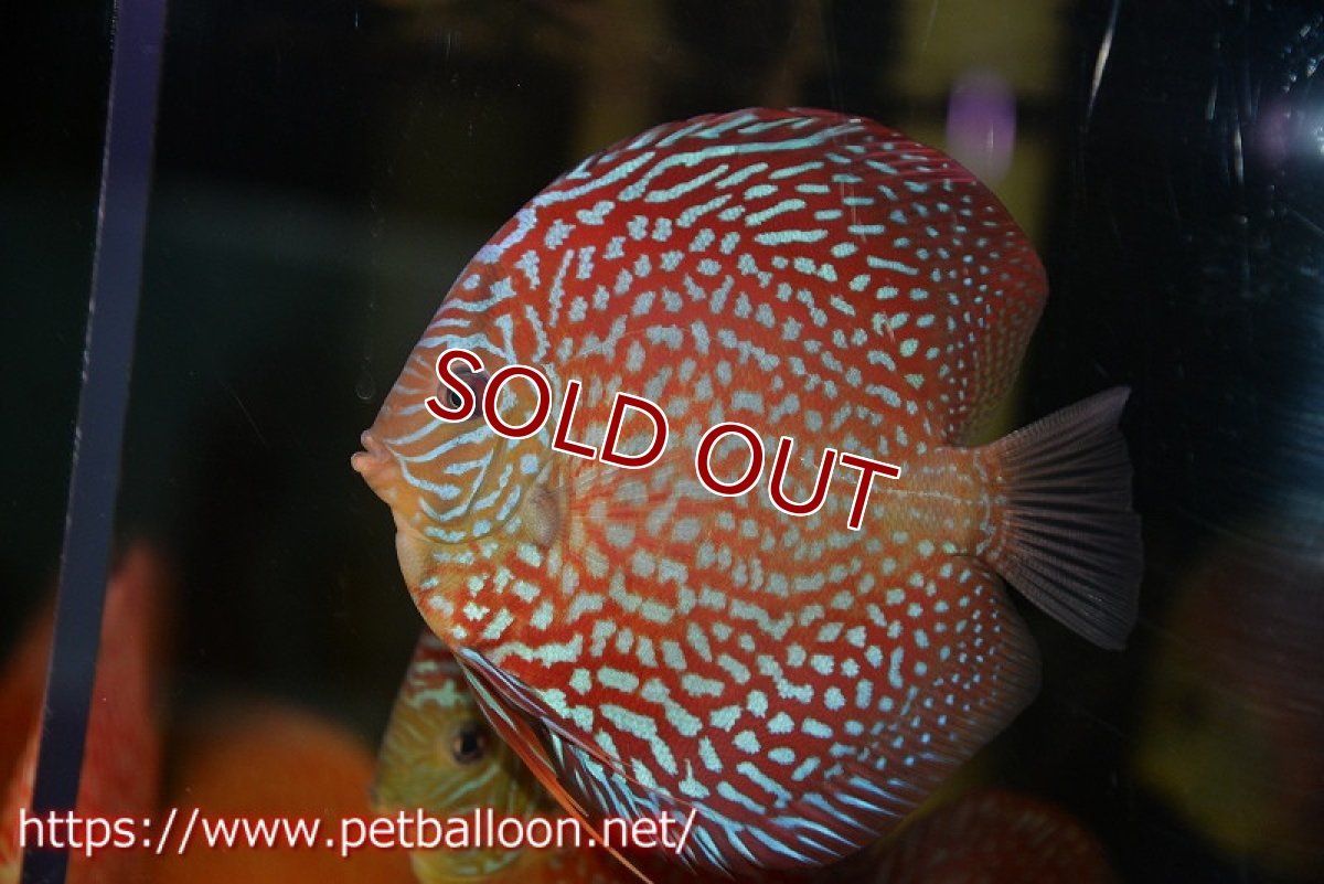 画像2: 【ディスカス】【通販】アルタムスターライトギャラクシー（ハイフォーム）【個体販売】12-13cm （生体）マレーシア　NAディスカスファーム (2)