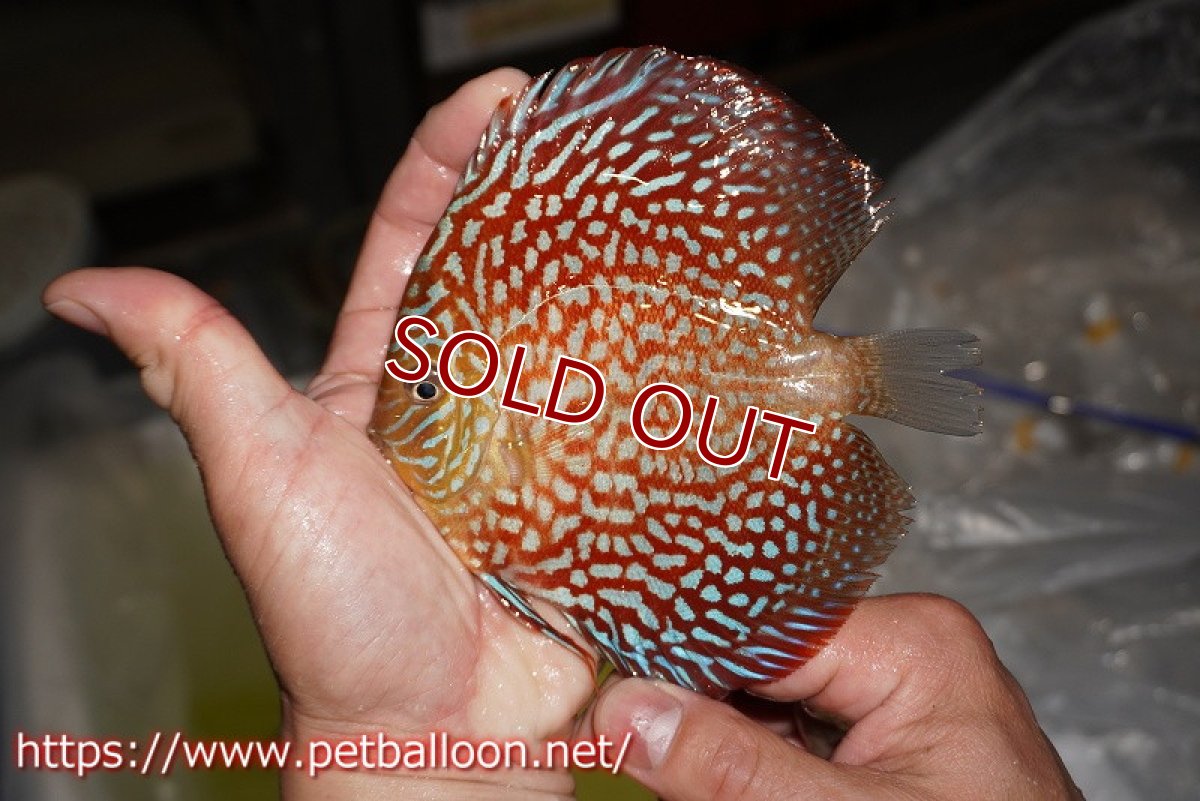 画像3: 【ディスカス】【通販】アルタムスターライトギャラクシー（ハイフォーム）【個体販売】12-13cm （生体）マレーシア　NAディスカスファーム (3)