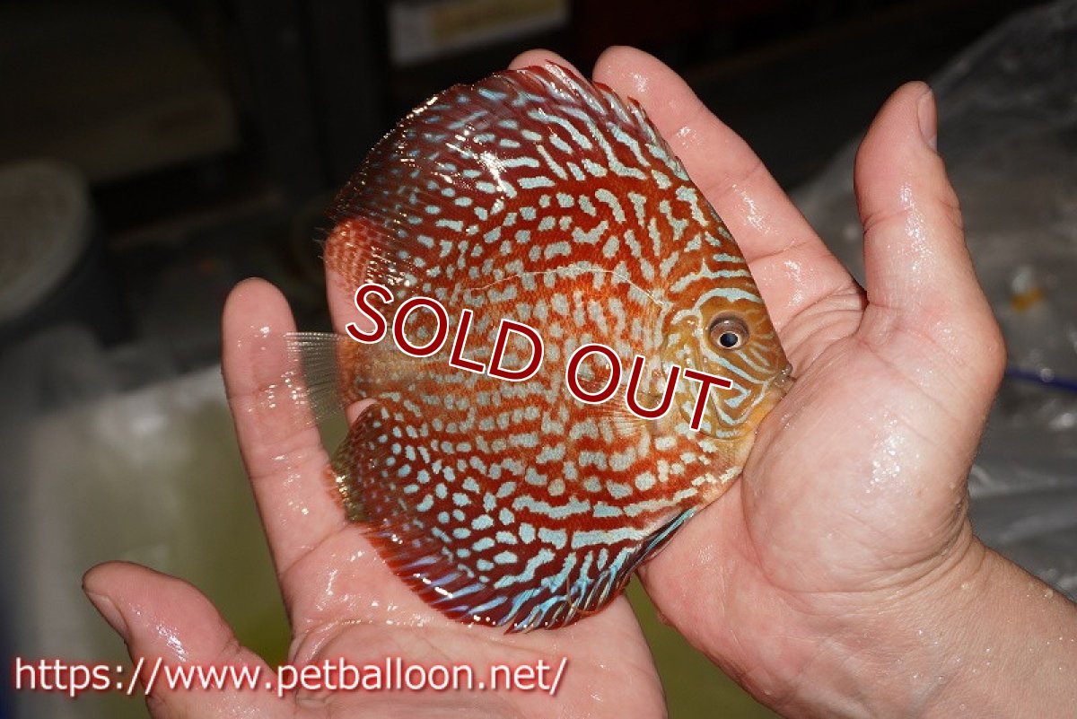 画像4: 【ディスカス】【通販】アルタムスターライトギャラクシー（ハイフォーム）【個体販売】12-13cm （生体）マレーシア　NAディスカスファーム (4)