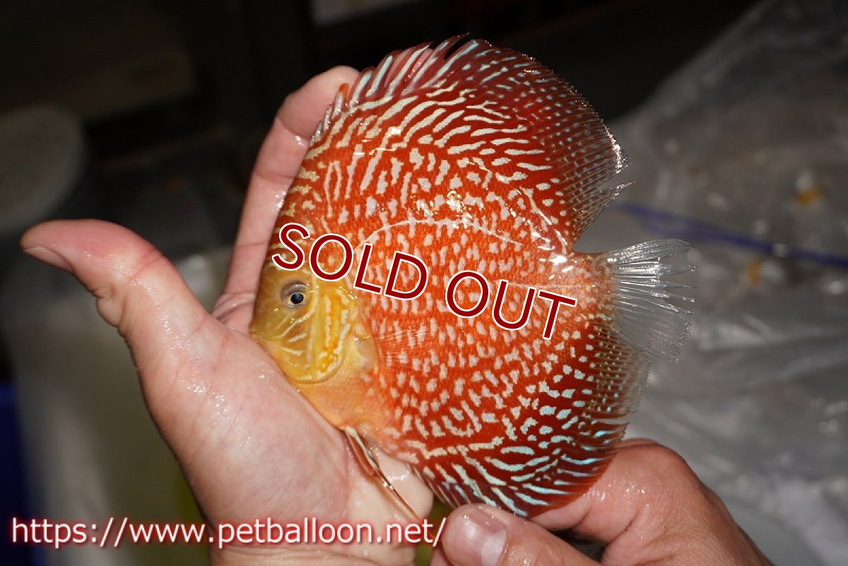 画像2: 【ディスカス】【通販】アルタムスターライトギャラクシー（ハイフォーム）【個体販売】12-13cm （生体）マレーシア　NAディスカスファーム (2)