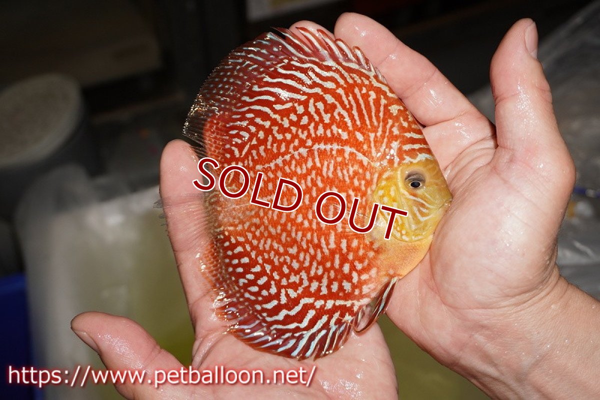 画像3: 【ディスカス】【通販】アルタムスターライトギャラクシー（ハイフォーム）【個体販売】12-13cm （生体）マレーシア　NAディスカスファーム (3)