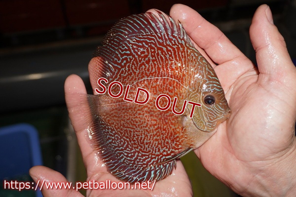 画像2: 【ディスカス】【通販】レッドタイガースネーク（ハイフォーム）【個体販売】13cm （生体）マレーシア　NAディスカスファーム (2)