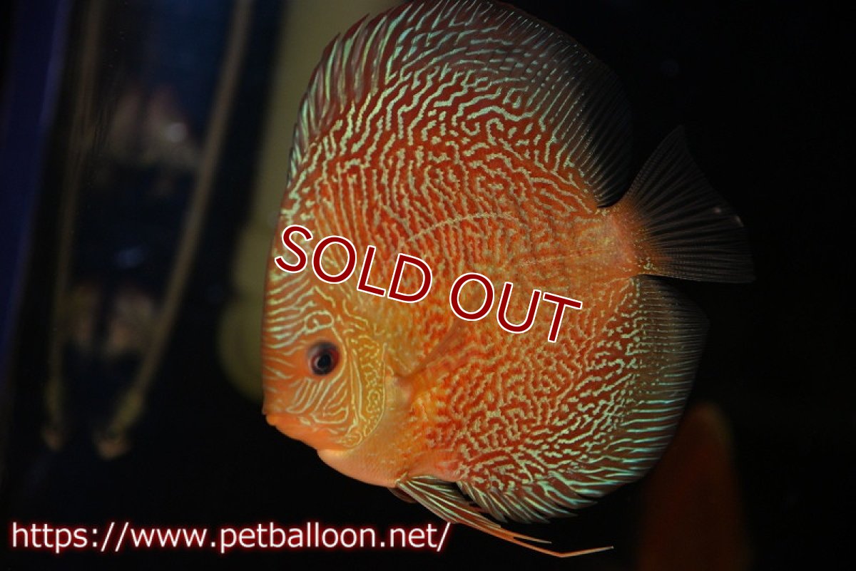 画像2: 【ディスカス】【通販】レッドタイガースネーク（ハイフォーム）【個体販売】13cm （生体）マレーシア　NAディスカスファーム (2)