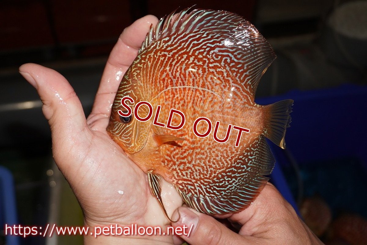 画像3: 【ディスカス】【通販】レッドタイガースネーク（ハイフォーム）【個体販売】13cm （生体）マレーシア　NAディスカスファーム (3)