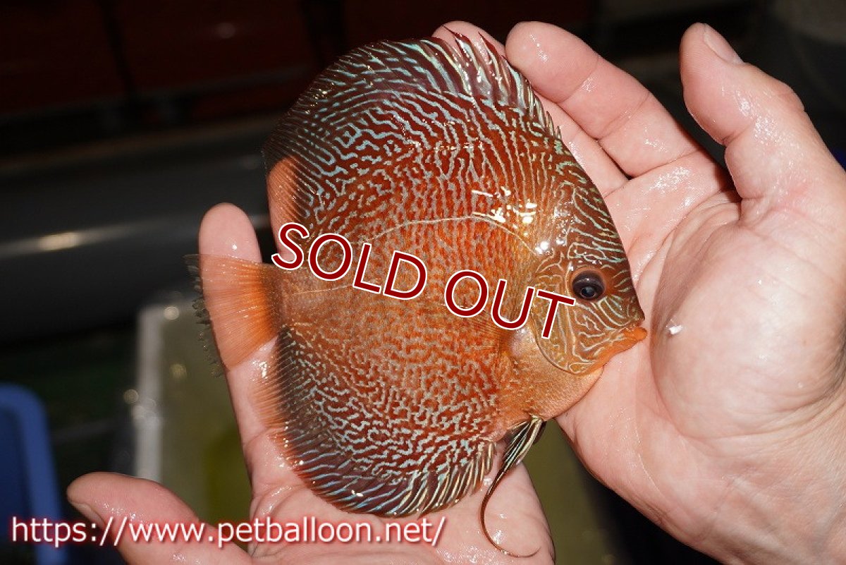 画像4: 【ディスカス】【通販】レッドタイガースネーク（ハイフォーム）【個体販売】13cm （生体）マレーシア　NAディスカスファーム (4)