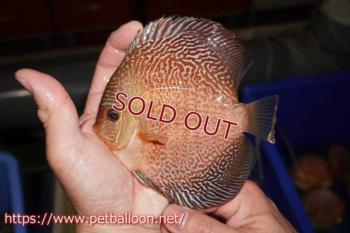 画像2: 【ディスカス】【通販】レッドタイガースネーク（ハイフォーム）【個体販売】13cm （生体）マレーシア　NAディスカスファーム (2)