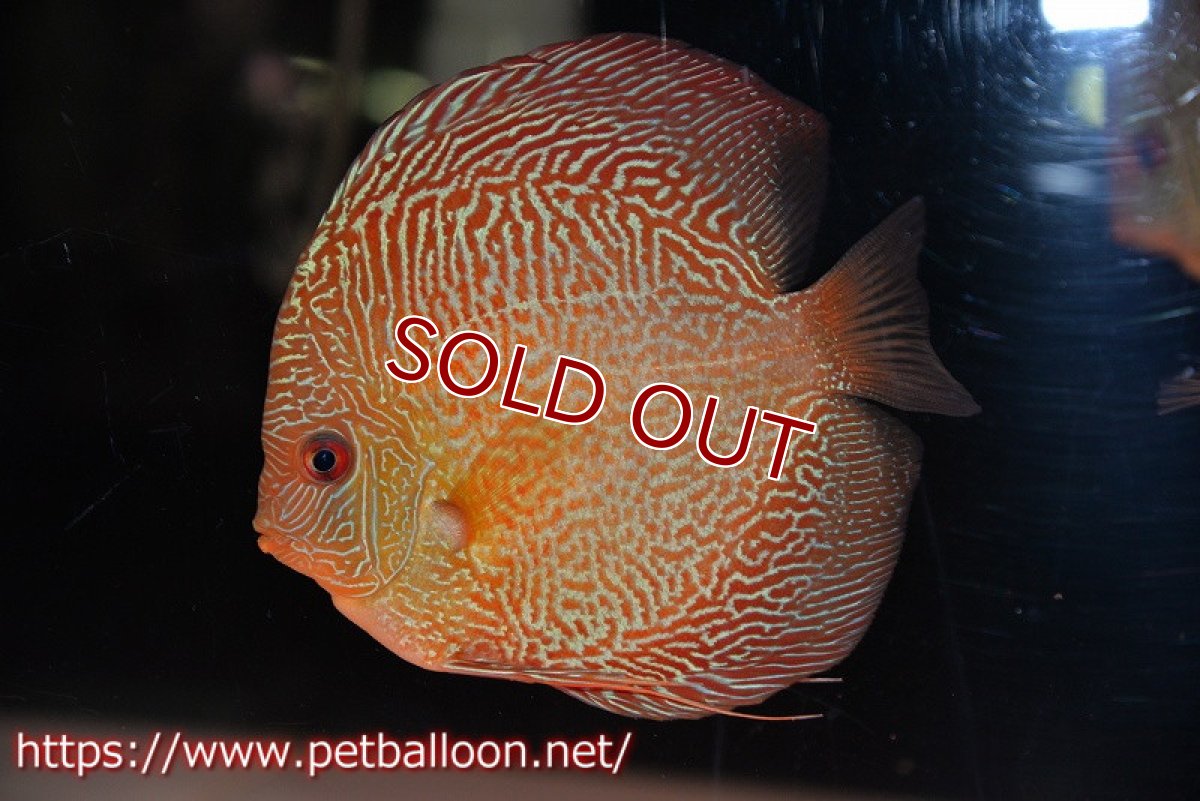 画像2: 【ディスカス】【通販】レッドタイガースネーク（ハイフォーム）【個体販売】13cm （生体）マレーシア　NAディスカスファーム (2)