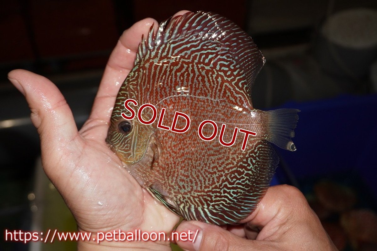 画像3: 【ディスカス】【通販】レッドタイガースネーク（ハイフォーム）【個体販売】13cm （生体）マレーシア　NAディスカスファーム (3)