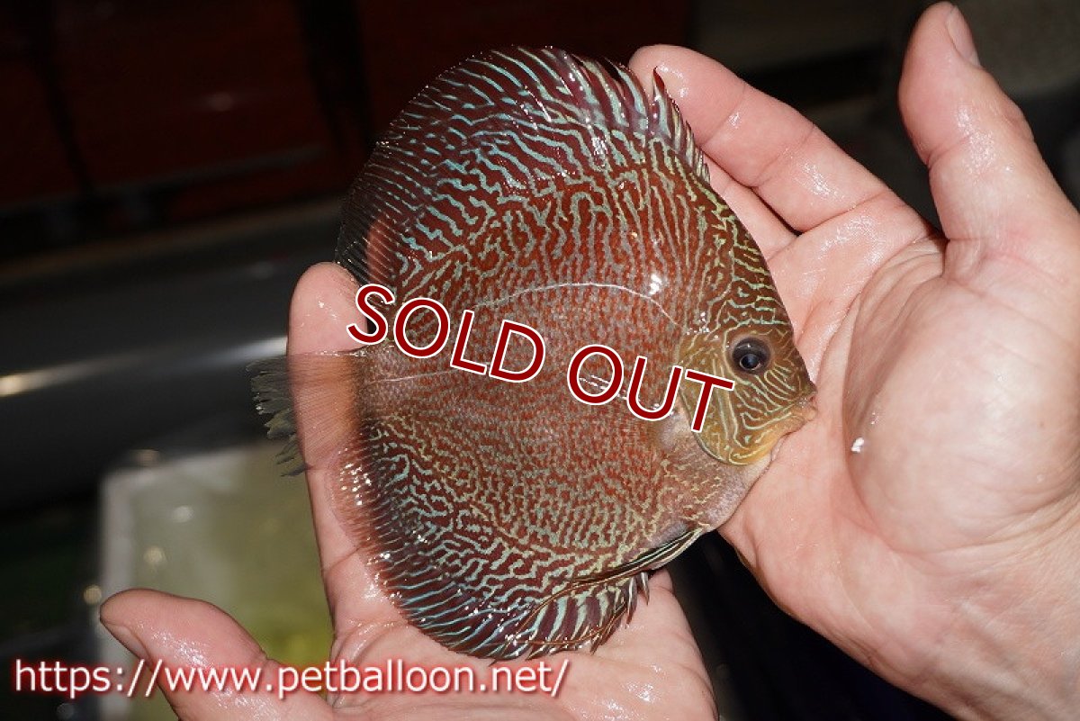 画像4: 【ディスカス】【通販】レッドタイガースネーク（ハイフォーム）【個体販売】13cm （生体）マレーシア　NAディスカスファーム (4)