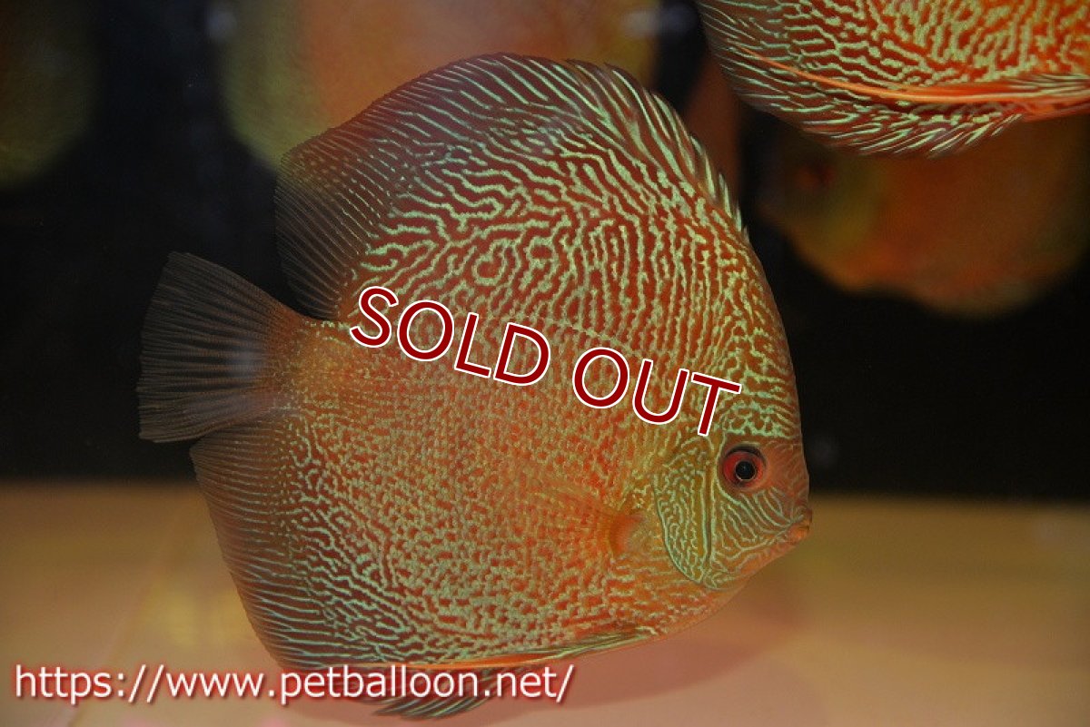 画像2: 【ディスカス】【通販】レッドタイガースネーク（ハイフォーム）【個体販売】13cm （生体）マレーシア　NAディスカスファーム (2)