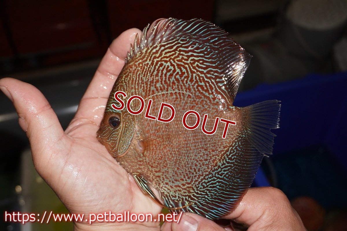 画像4: 【ディスカス】【通販】レッドタイガースネーク（ハイフォーム）【個体販売】13cm （生体）マレーシア　NAディスカスファーム (4)