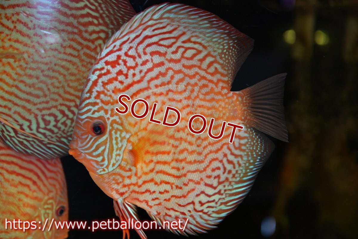 画像2: 【ディスカス】【通販】ジャイアントジャーマンレッドターコイズ（ハイフォーム）【個体販売】15-16cm （生体）マレーシア　NAディスカスファーム (2)