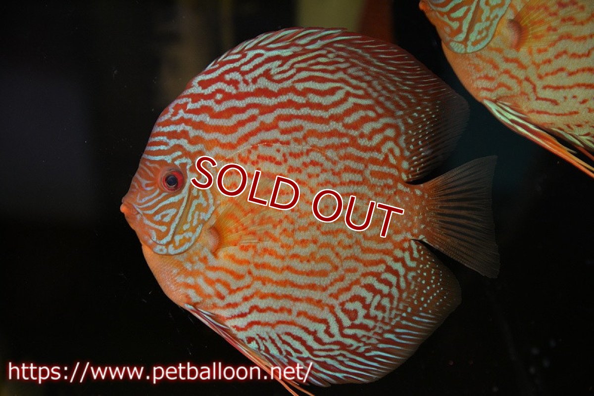 画像2: 【ディスカス】【通販】ジャイアントジャーマンレッドターコイズ（ハイフォーム）【個体販売】15-16cm （生体）マレーシア　NAディスカスファーム (2)